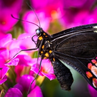 Fotoexkursion: Tropische Schmetterlinge - exklusiv
In der Allgäuer "Schmetterling Erlebniswelt" in Pfronten