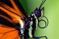 Tropische Schmetterlinge - exklusiv in der Allgäuer "Schmetterling Erlebniswelt" in Pfronten
